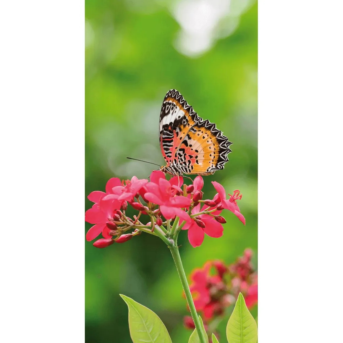 Pancarta De Tela Ignífuga "Mariposa Sobre Flor Roja" En Tela De Pancarta 100 X 200 Cm