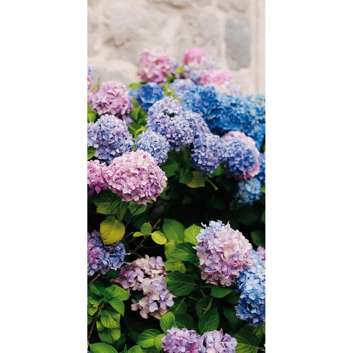 Pancarta De Tela Ignífuga "hortensias Rosas, Moradas Y Azules" De Tela De Bandera 100 X 200 Cm