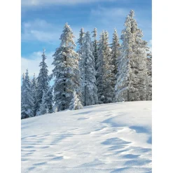 Pancarta De Tela XL "Bosque De Abetos Nevados" De Tela De Bandera Ignífuga 150 X 200 Cm