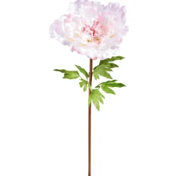 Peonía Gigante 128 Cm