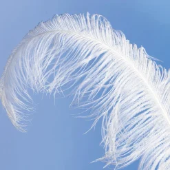 Pluma De Avestruz, Color Blanco
