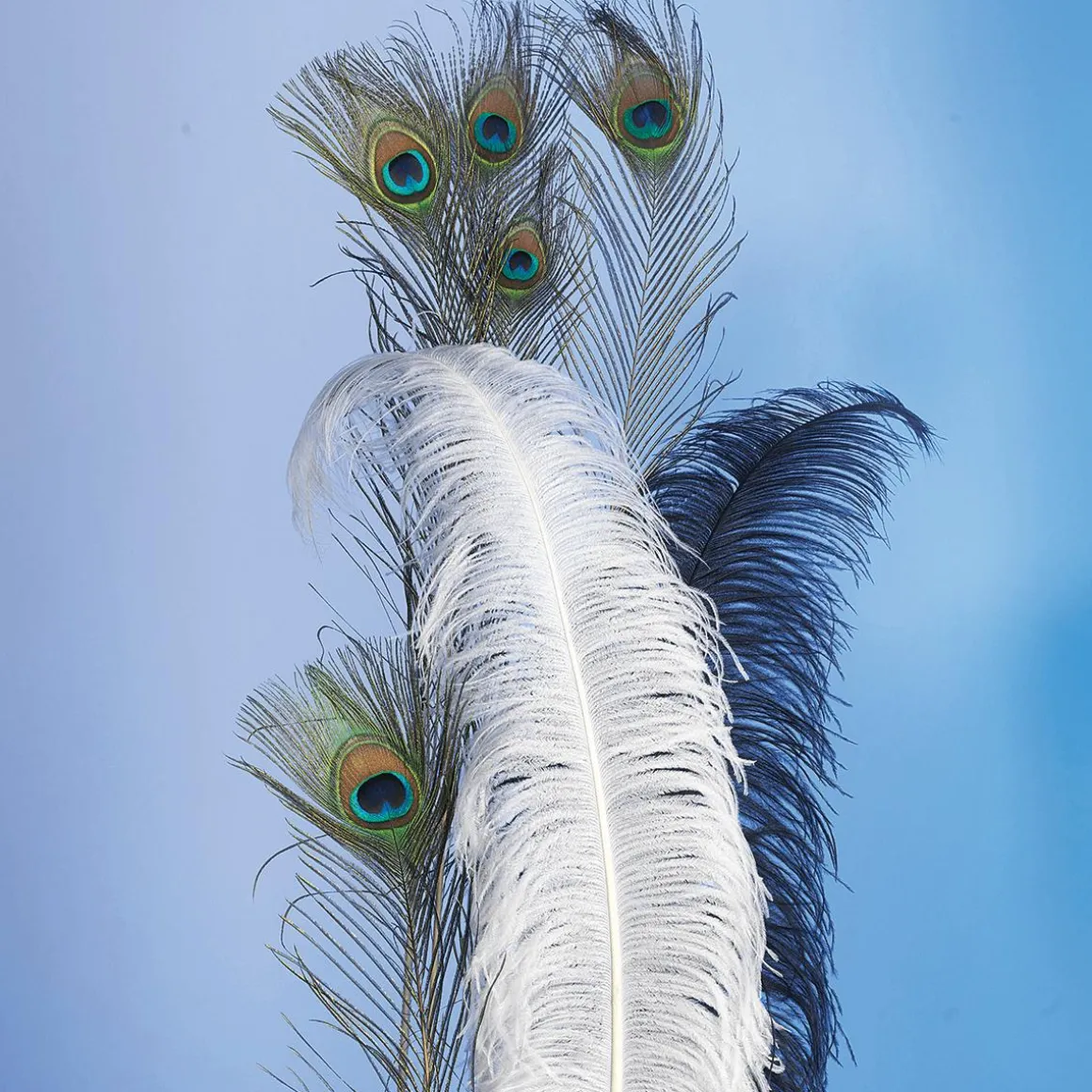 Pluma De Avestruz, Color Negro