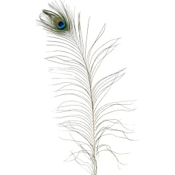 Plumas De Pavo Real, 10 Piezas