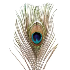 Plumas De Pavo Real, 10 Piezas