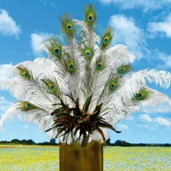 Plumas De Pavo Real, 10 Piezas