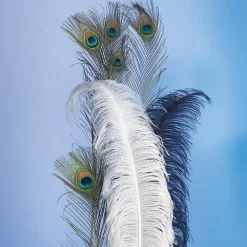 Plumas De Pavo Real, 10 Piezas