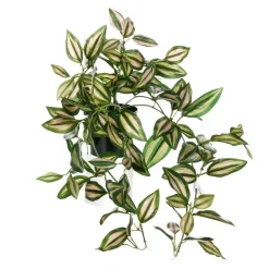 Tradecantia Colgante En Maceta De 30 Cm De Altura Verde