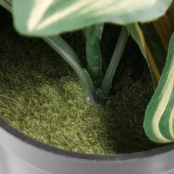 Tradecantia Colgante En Maceta De 30 Cm De Altura Verde