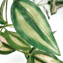 Tradecantia Colgante En Maceta De 30 Cm De Altura Verde