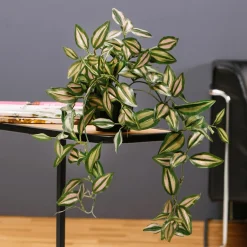 Tradecantia Colgante En Maceta De 30 Cm De Altura Verde