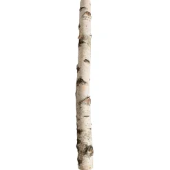 Tronco De Abedul 100 Cm Aprox. 6-10 Cm Ø