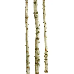 Troncos De Abedul Decorativos, 200 Cm, 3 Piezas