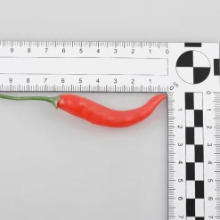 Vainas De Chili Alimento De Imitación, 36 Piezas