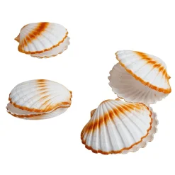 Vieiras Decorativas, Ø 10 Cm