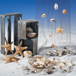 Vieiras Decorativas, Ø 10 Cm