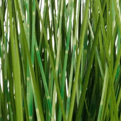 XXL Deco Tiger Grass En Maceta Blanca 150 Cm